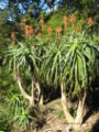Aloe arborescens