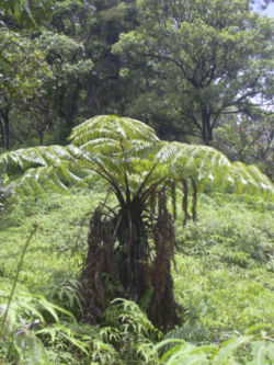 Cibotium menziesii