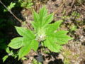 Thumbnail for version as of 15:06, 8 May 2007