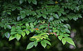 New & old leaves