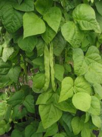 Common green bean