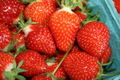 Harvested strawberries