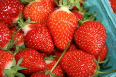 Harvested strawberries