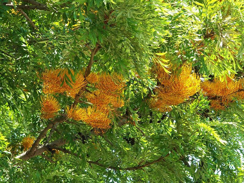 File:1024px-Grevillea robusta-1.jpg