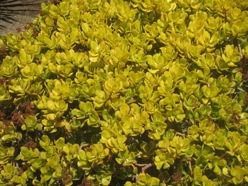 File:1024px-IMG 2236 hunt0903.jpg
