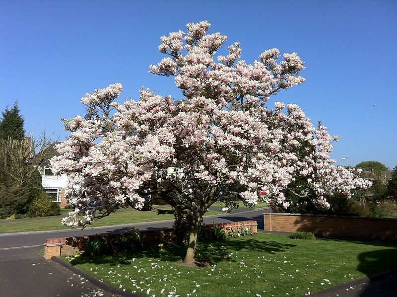 File:1024px-Magnolia × soulangeana April 2011.jpg
