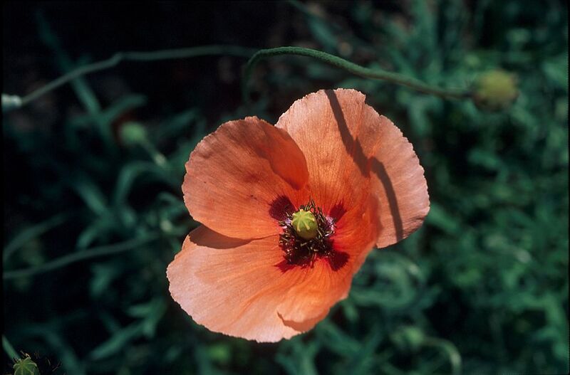 File:1024px-Papaver dubium L 1.jpg