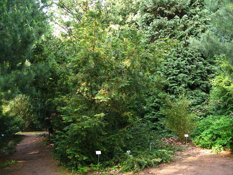 File:1024px-Torreya californica PAN tree.JPG