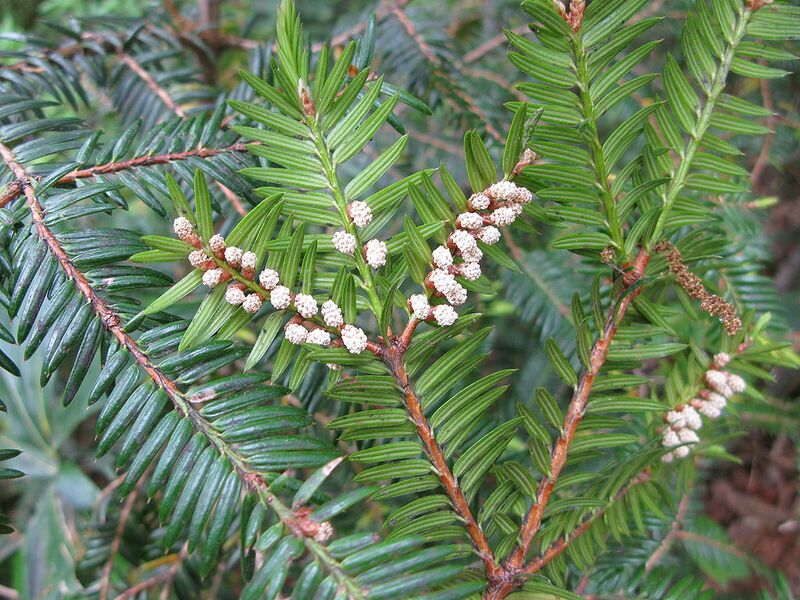 File:1024px-Torreya nucifera var. radicans 3.JPG