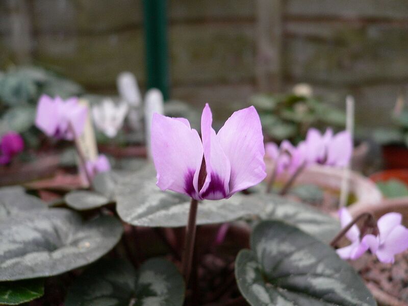File:1280px-Cyclamen elegans.jpg