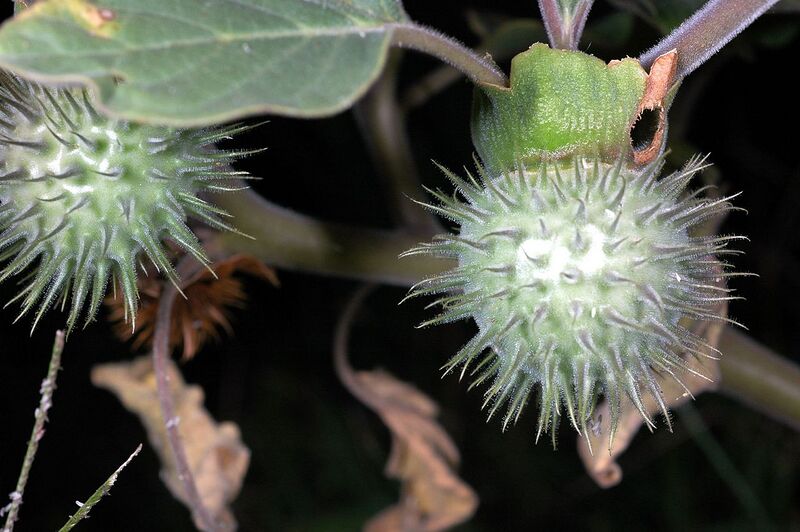 File:1280px-Datura wrightii seed pods.jpg