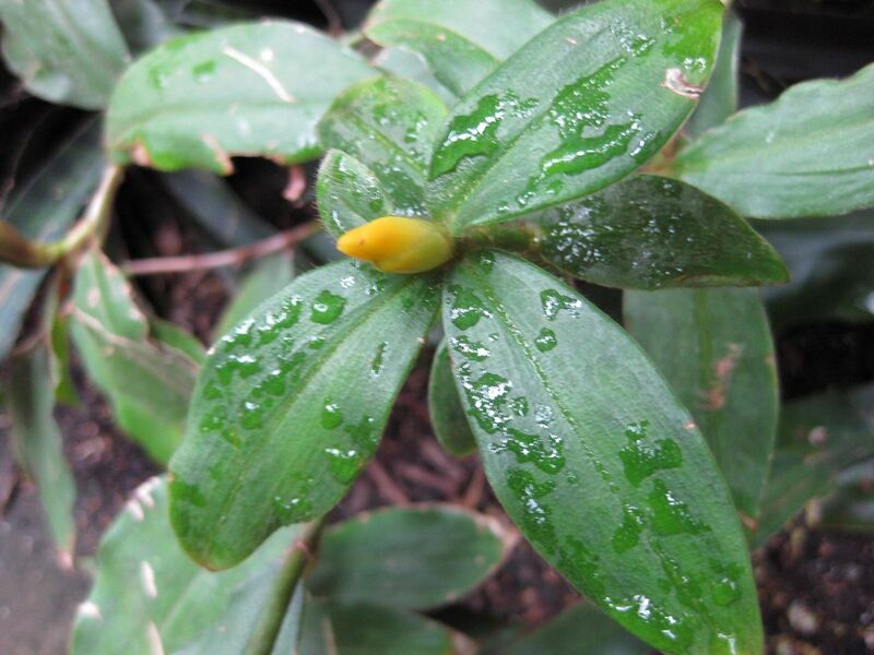 File:1280px-IMG 1211 bbg09.jpg