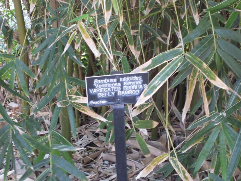 File:1280px-IMG 4206 hunt0904.jpg