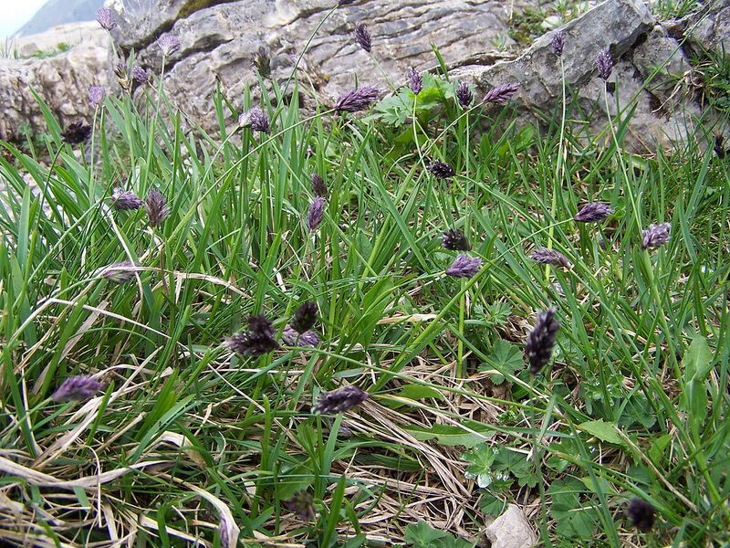 File:1280px-Sesleria a1.jpg