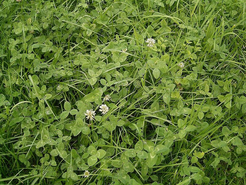 File:1280px-Trifolium repens 08 ies.jpg