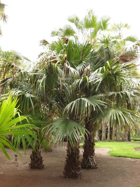 File:576px-IMG 4037 hunt0904.jpg