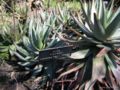 Aloe framesii