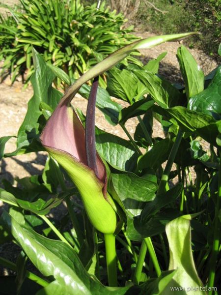 File:Arum pictum-IMG 0821 hunt07.jpg