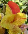 Canna (Italian Group) 'Yellow King Humbert'