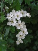 Hawthorn