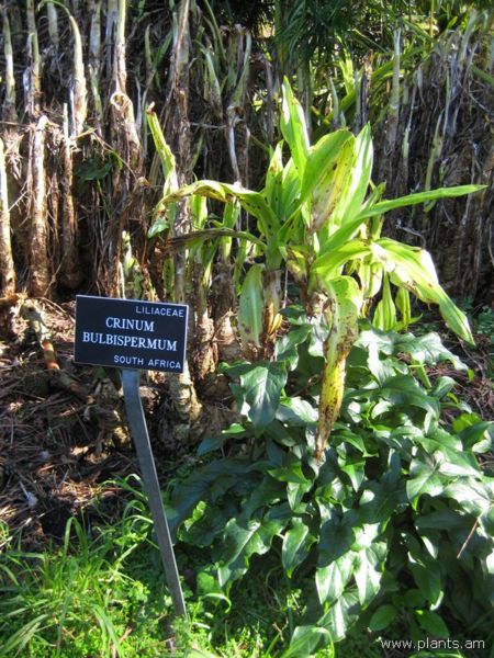File:Crinum-bulbispermum-IMG 7979 sfbg0308.jpg