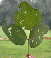 leaf in Kolkata, West Bengal, India.
