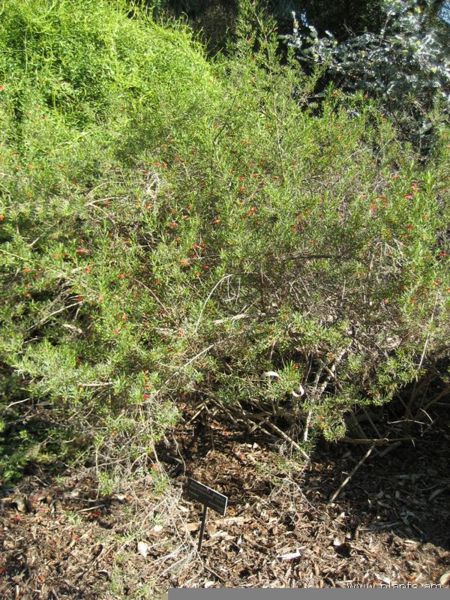 File:Eremophila glabra-red flowered form-IMG 0888 hunt07.jpg
