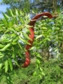 Mature seed pod