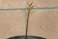 Thumbnail for version as of 22:34, 27 June 2011