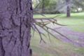 Honey Locust thorns