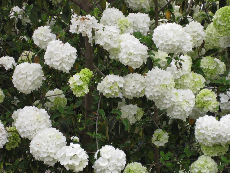 File:IMG 5219 hunt0904.jpg