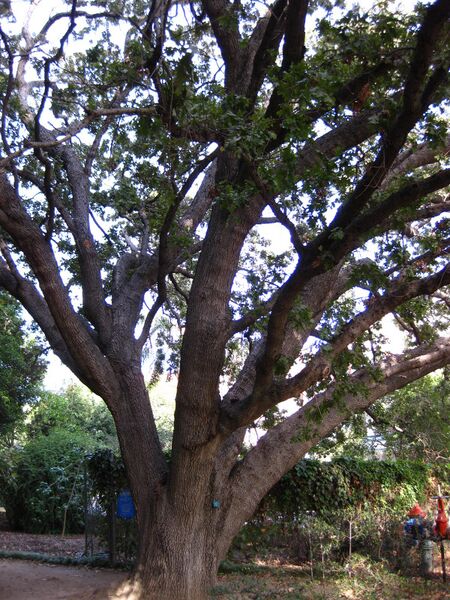 File:Lgybvdxzi716fsnkscmxs2b4kr5rnap.jpg