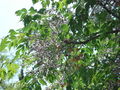 Leaves, flowers and fruits
