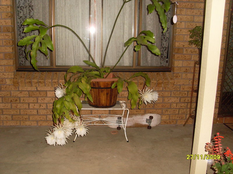 File:Night queen 26.11.o9 016.jpg