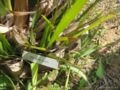 S. glabra