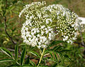Flowers in Herbal Garden