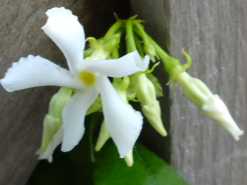 File:Trachelospermum.jpg