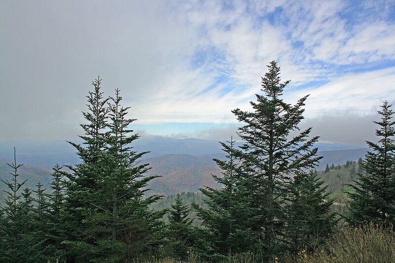 File:1024px-Abies fraseri Blue Ridge in NC.jpg