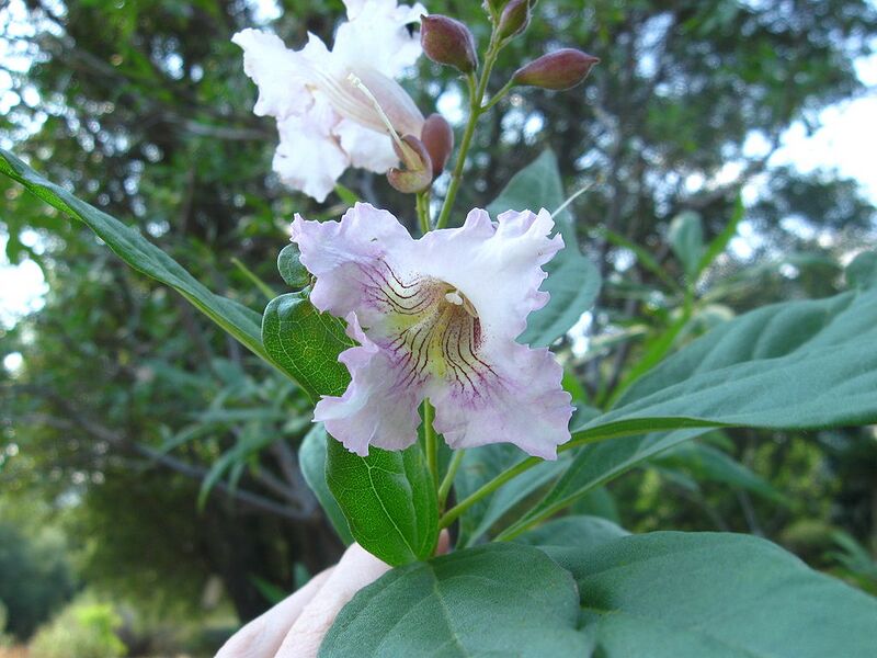 File:1024px-Chitalpa tashkentensis 'White Cloud' 01.JPG