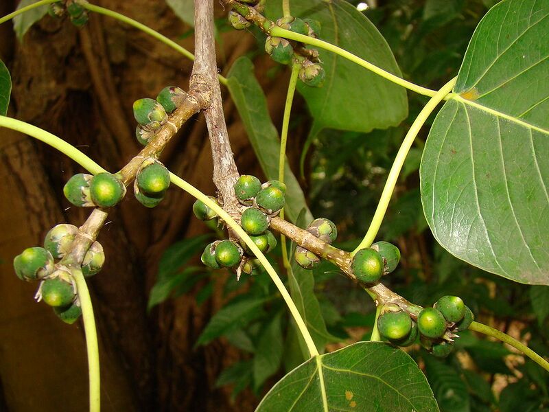 File:1024px-FicusReligiosa04 Asit.jpg