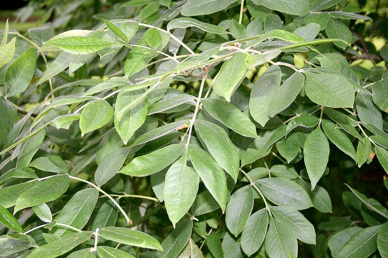 File:1024px-Fraxinus latifolia JPG1Fe.jpg