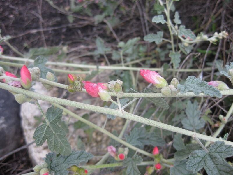 File:1024px-IMG 2265 hunt0903.jpg