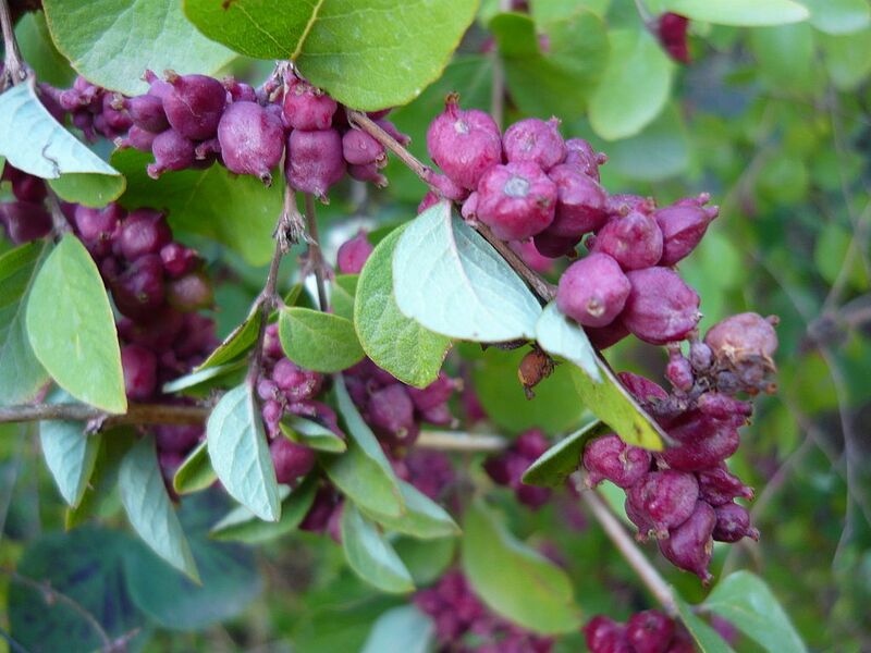 File:1024px-Symphoricarpos orbiculatus HRM2.JPG