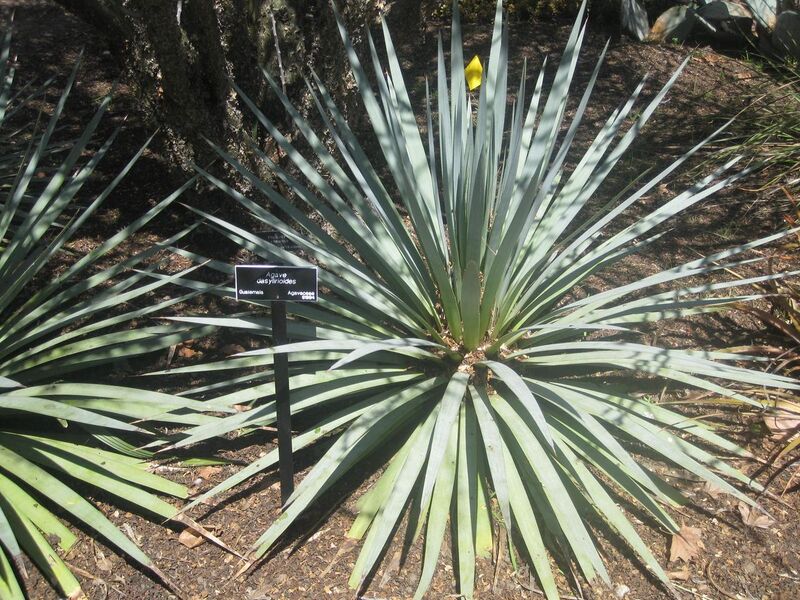 File:1280px-IMG 2246 hunt0903.jpg