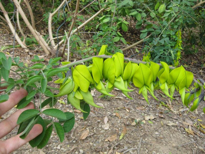 File:1280px-IMG 5163 hunt0904.jpg