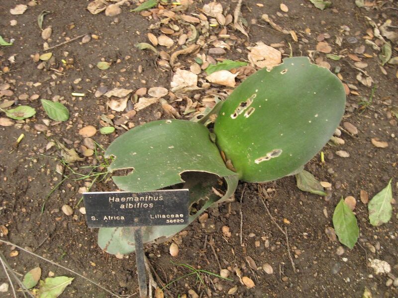 File:1280px-IMG 6998 hunt09jun.jpg