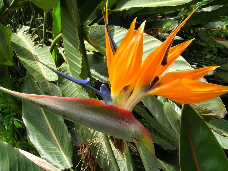 File:1280px-Starr 060615-8172 Strelitzia reginae.jpg