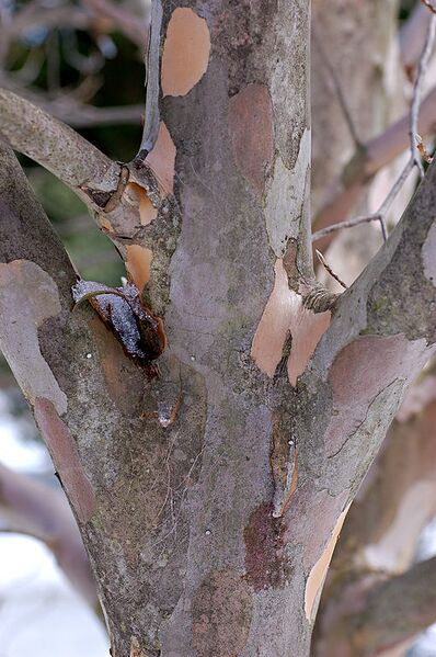 File:510px-Japanese Stewartia Stewartia pseudocamellia Branches 2000px.jpg