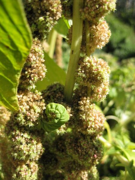 File:576px-IMG 1867 hunt09oct.jpg