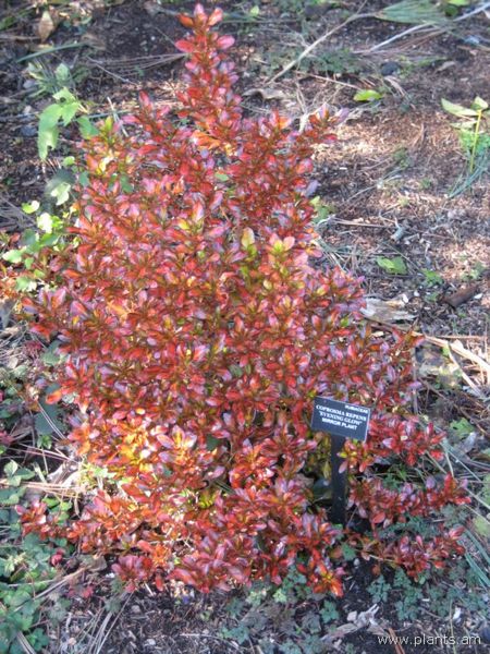 File:Coprosma repens-evening glow-mirror plant-IMG 7030 sfbg0308.jpg